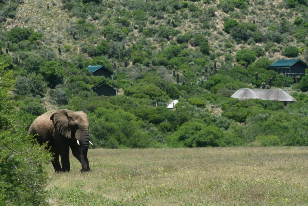 Hillsnek Safari Camp - Amakhala Vadrezervátum Kültér fotó