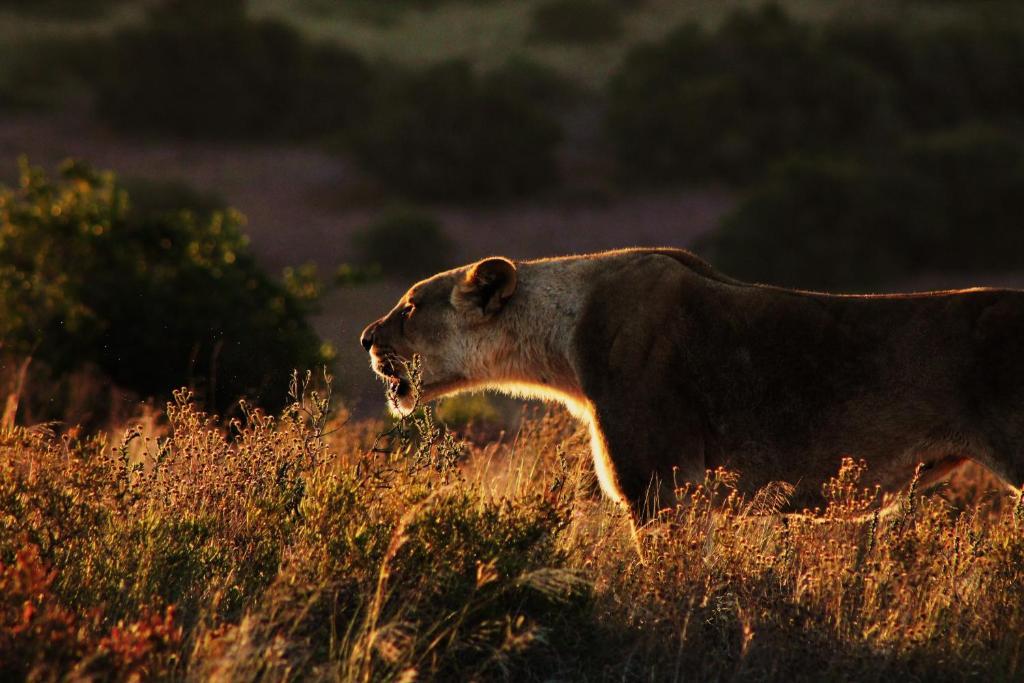Hillsnek Safari Camp - Amakhala Vadrezervátum Kültér fotó
