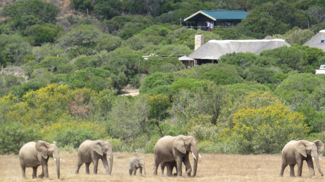 Hillsnek Safari Camp - Amakhala Game Reserve Villa Kültér fotó