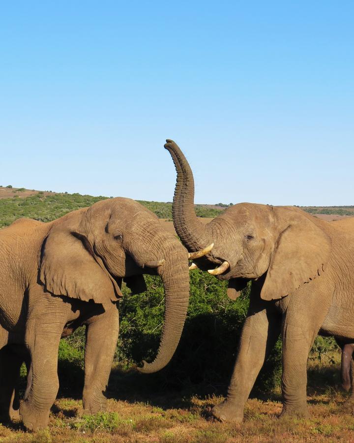 Hillsnek Safari Camp - Amakhala Vadrezervátum Kültér fotó