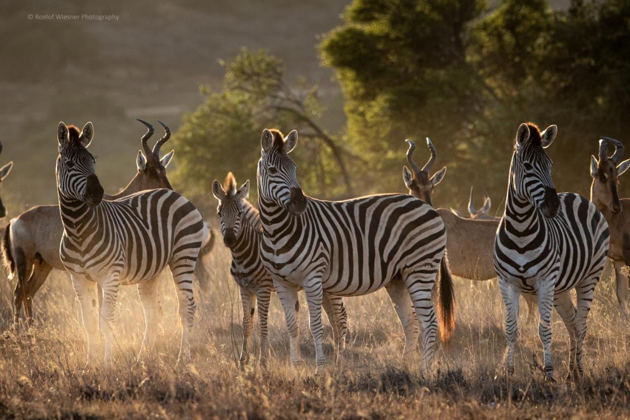 Hillsnek Safari Camp - Amakhala Vadrezervátum Kültér fotó