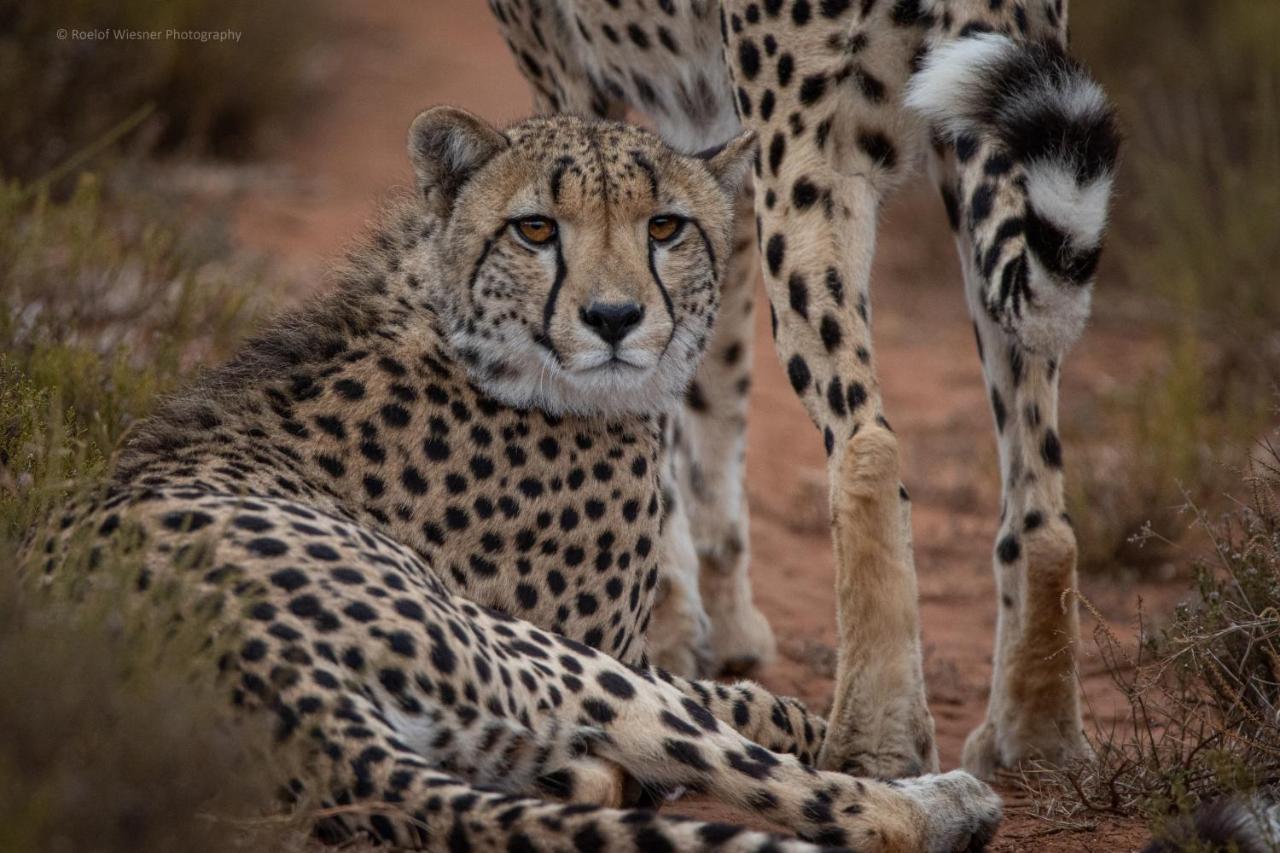Hillsnek Safari Camp - Amakhala Vadrezervátum Kültér fotó