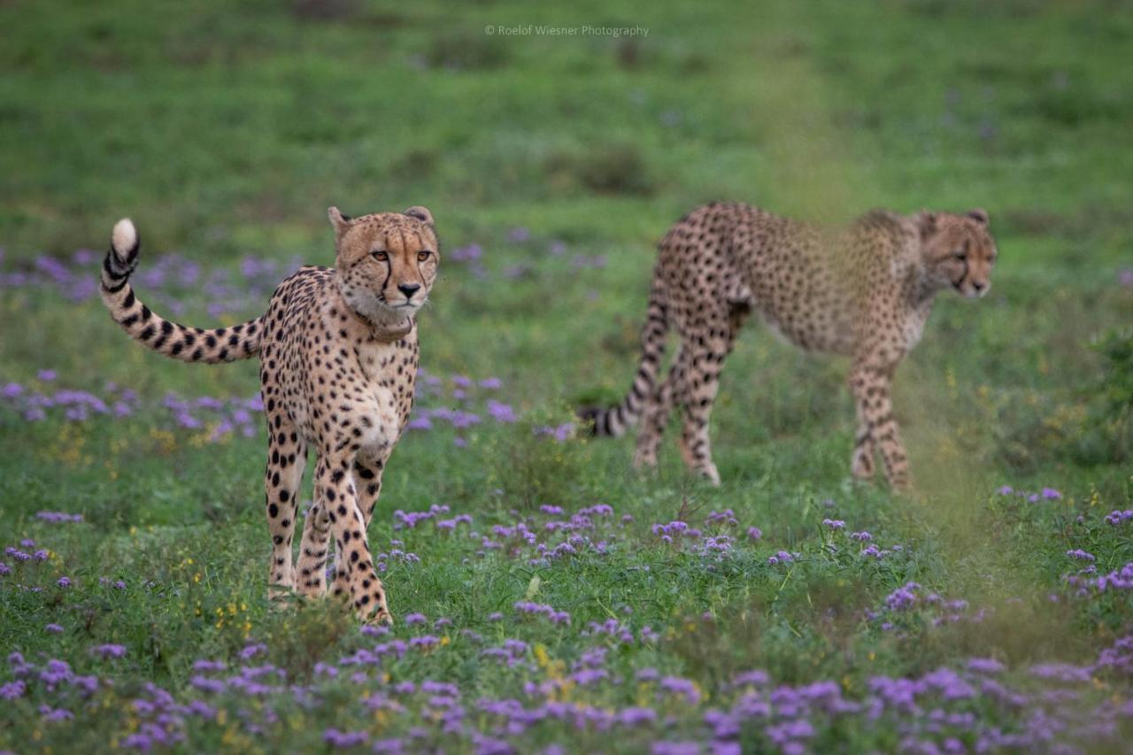 Hillsnek Safari Camp - Amakhala Vadrezervátum Kültér fotó