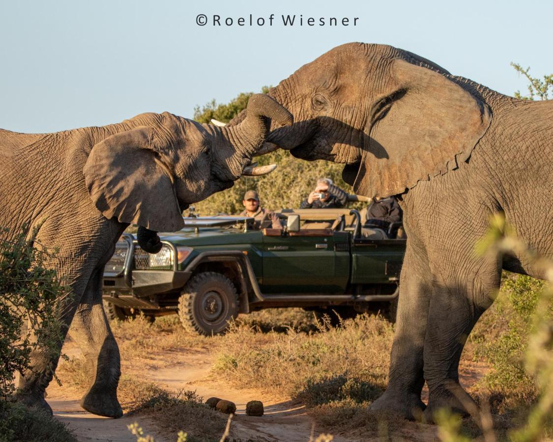 Hillsnek Safari Camp - Amakhala Vadrezervátum Kültér fotó