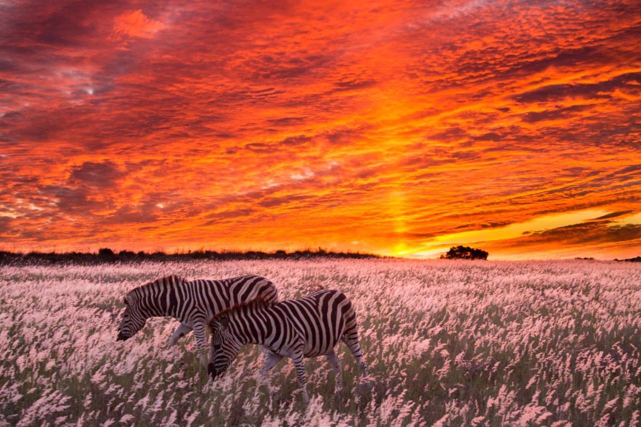 Hillsnek Safari Camp - Amakhala Vadrezervátum Kültér fotó